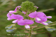 Alysicarpus belgaumensis